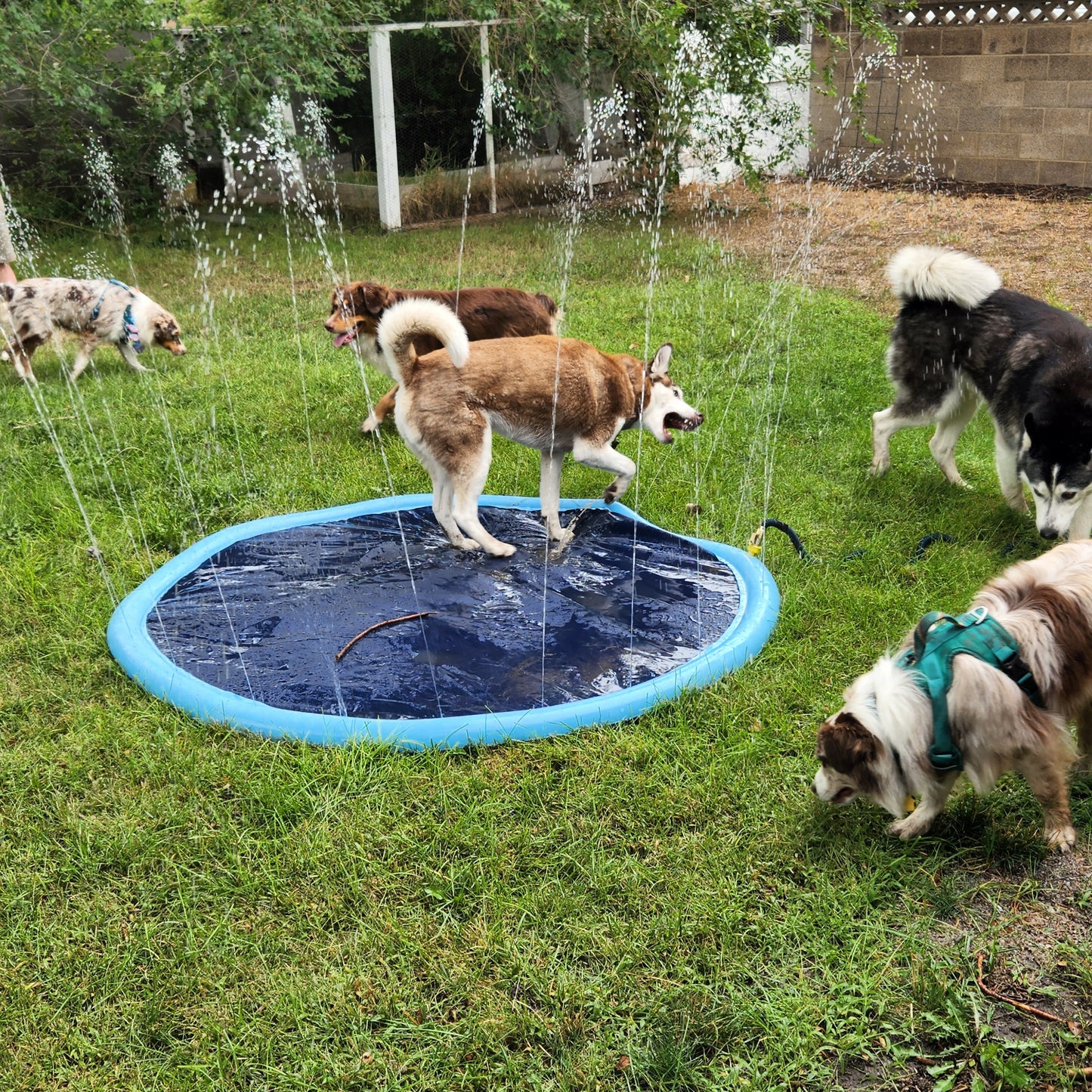 Kiddy Pool & Splash Pad