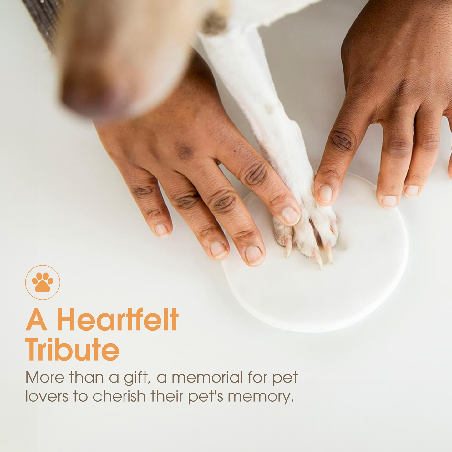 Pawprints Wall Frame and Impression Kit, White Distressed