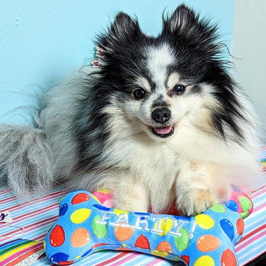 Party Time Bone Blue Dog Toy