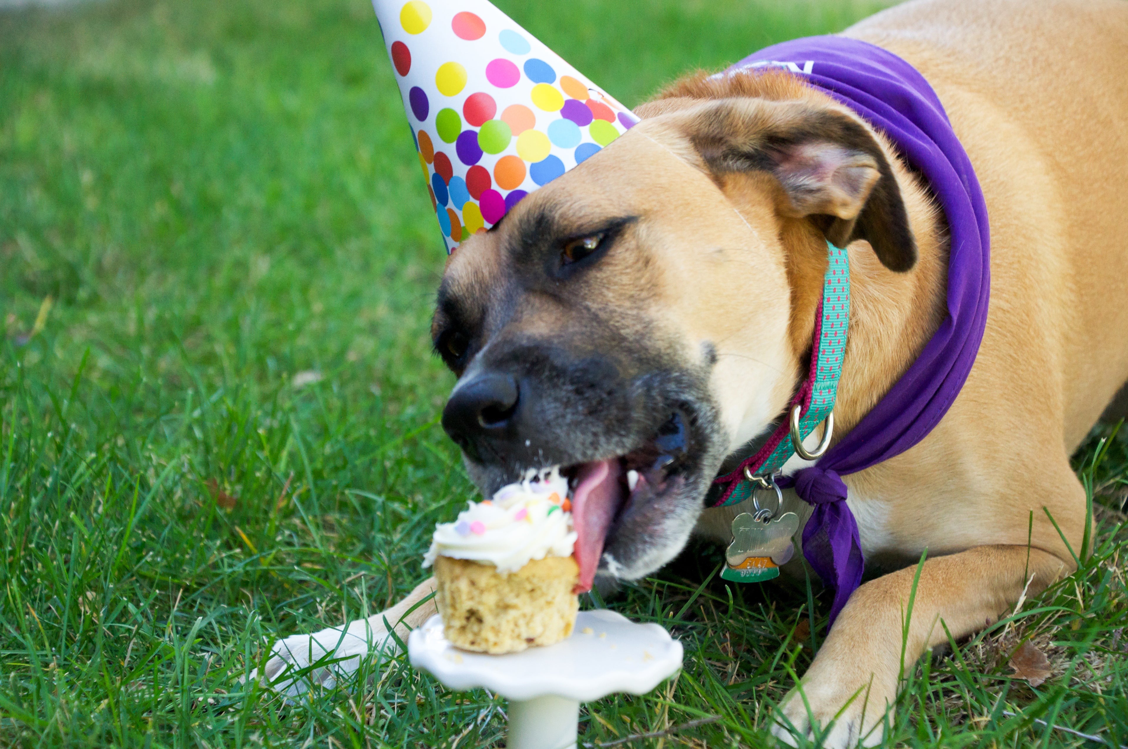 Dog wearing a birthday hat and eating a small cake on a grassy field