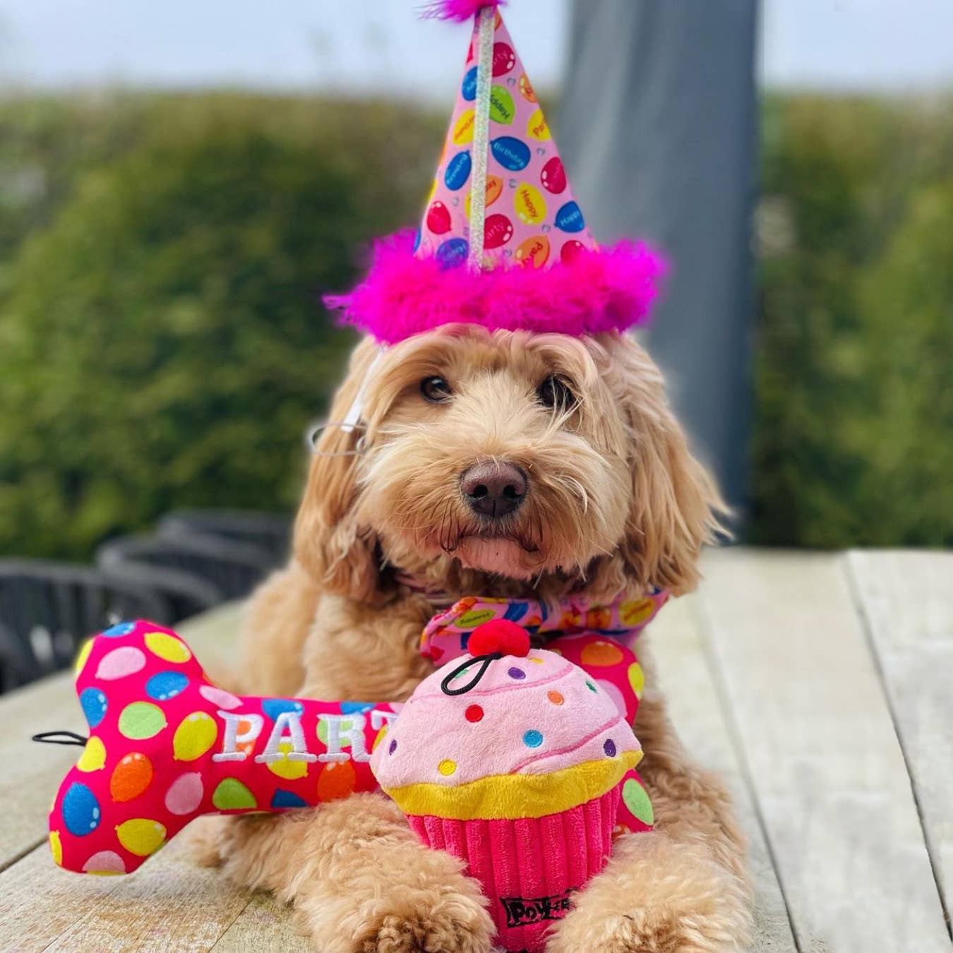 Party Time Bone Pink Dog Toy