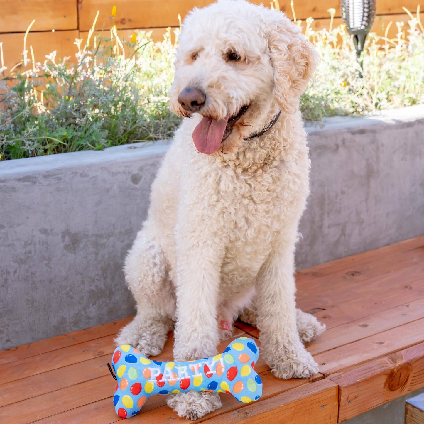 Party Time Bone Blue Dog Toy