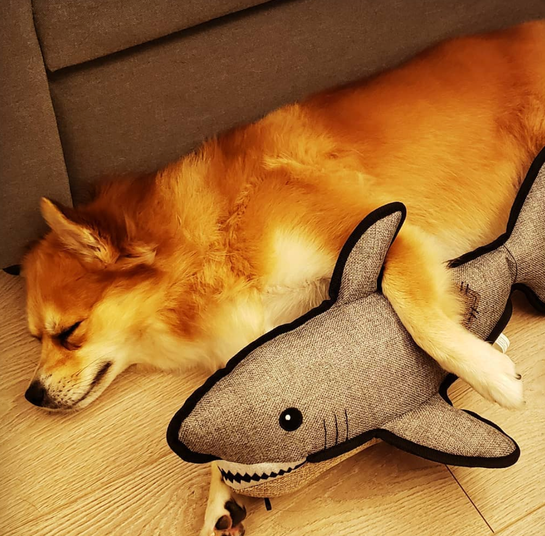 SnugArooz Saul the Shark w/ Rubber Spikey Ball Dog Toy 19"