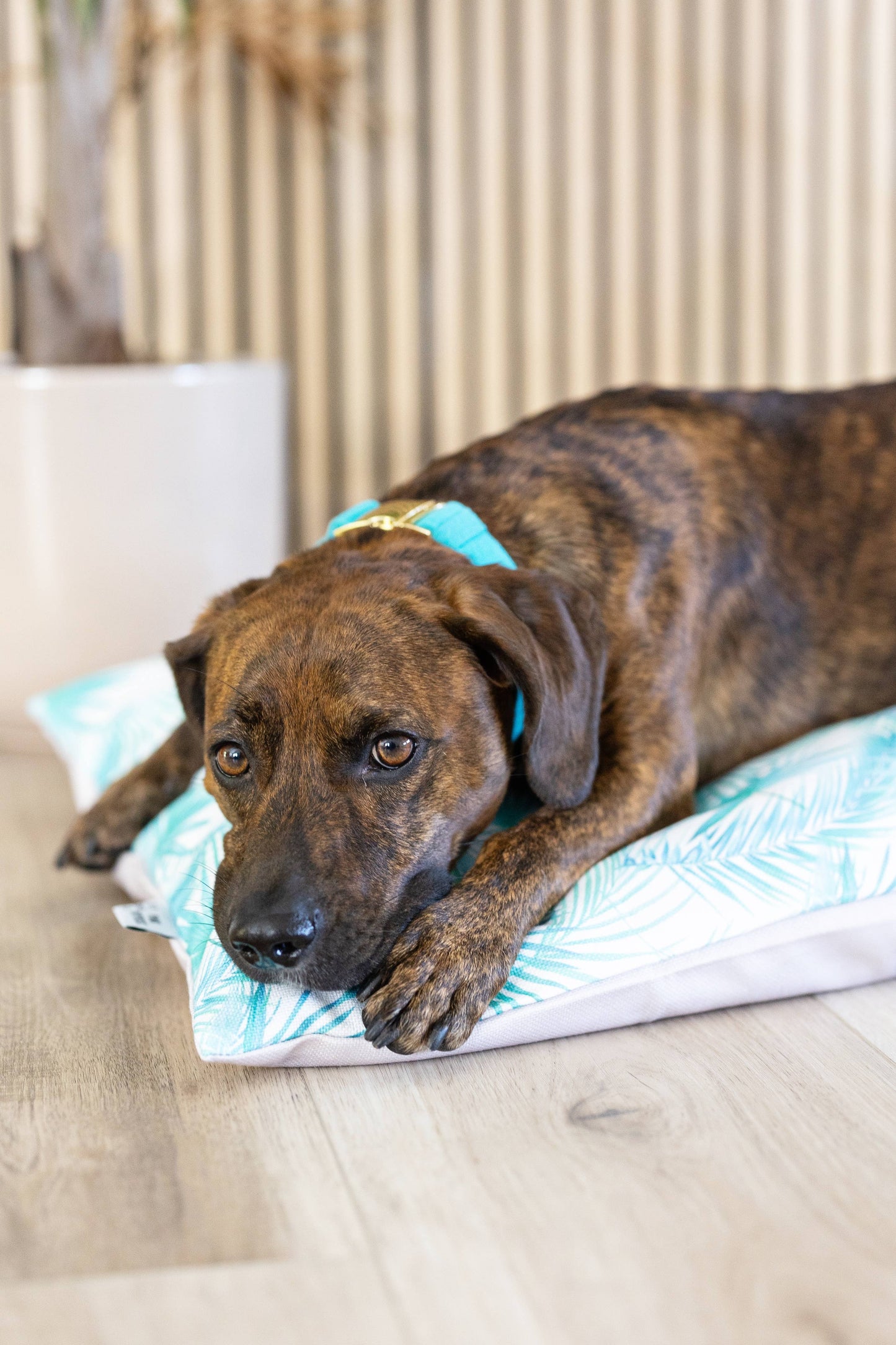 Washable Pet Bed Cover - Capri