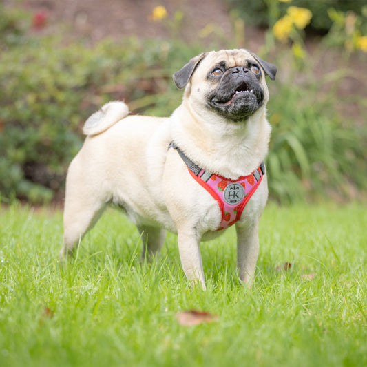 H&K Strawberries Printed Scout Harness
