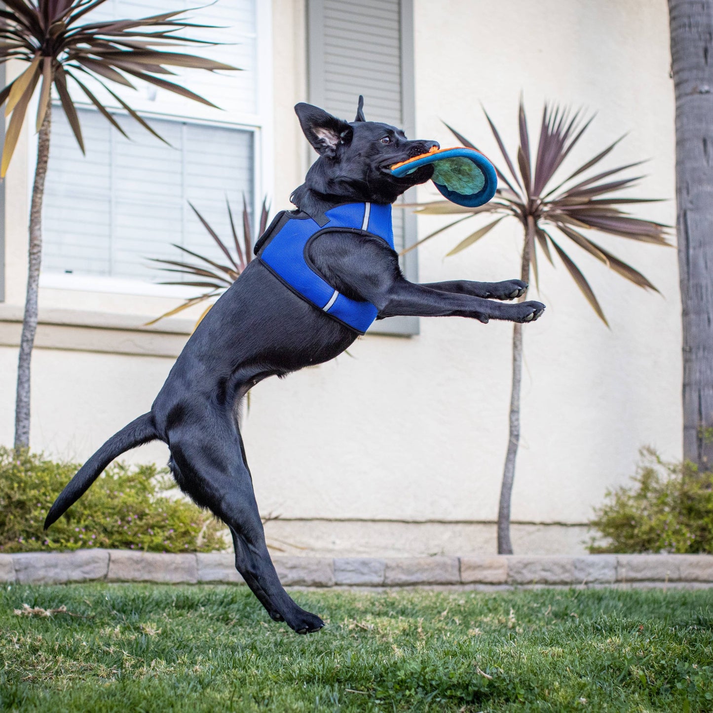 H&K Hudson Harness Blue