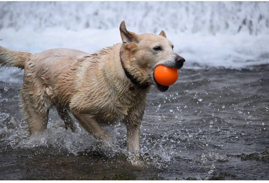 Fetch and Glow Ball Medium