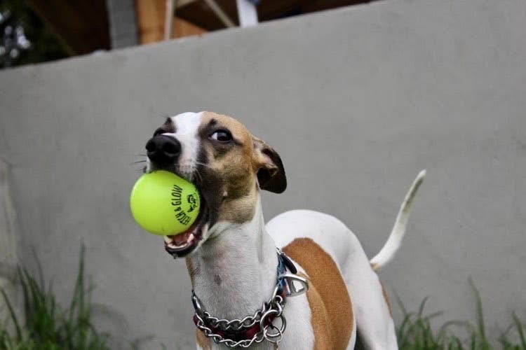 Fetch and Glow Ball Medium
