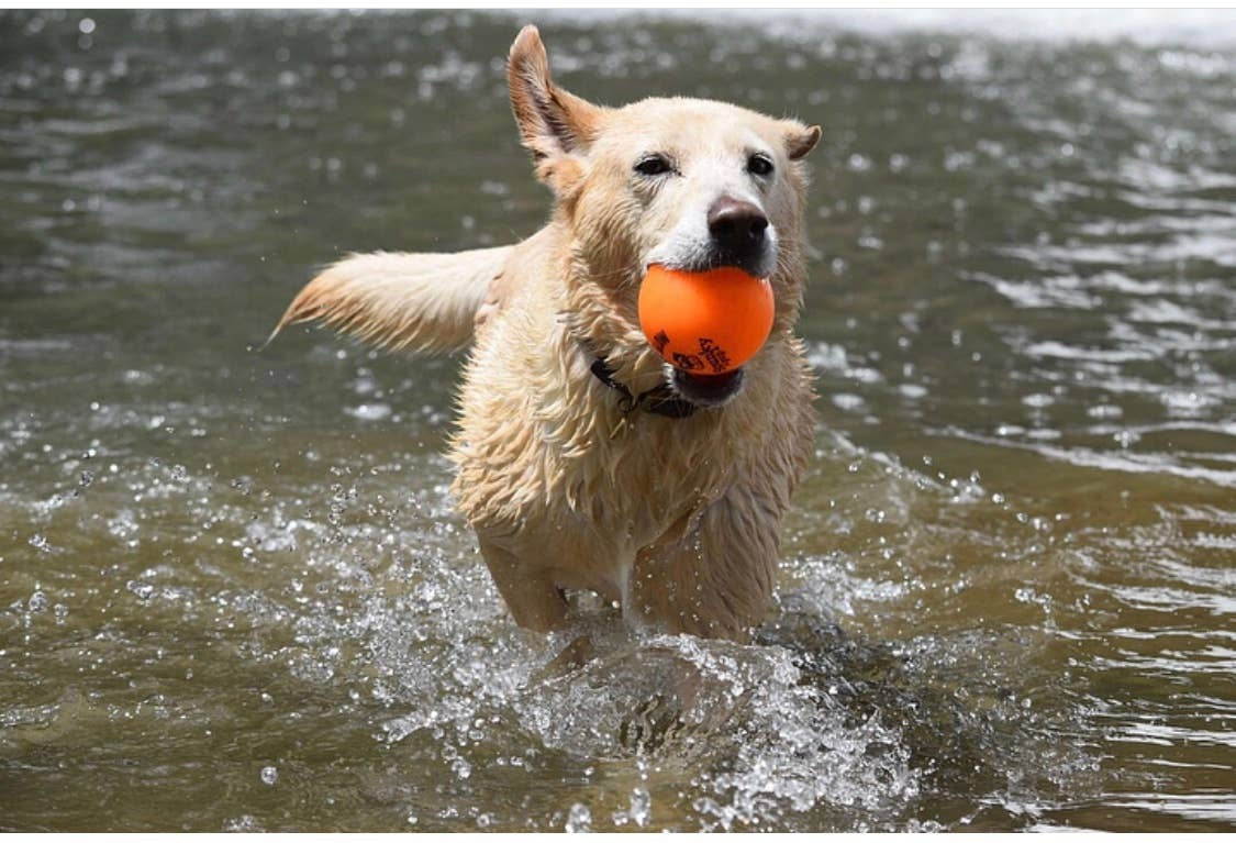 Fetch and Glow Ball Medium