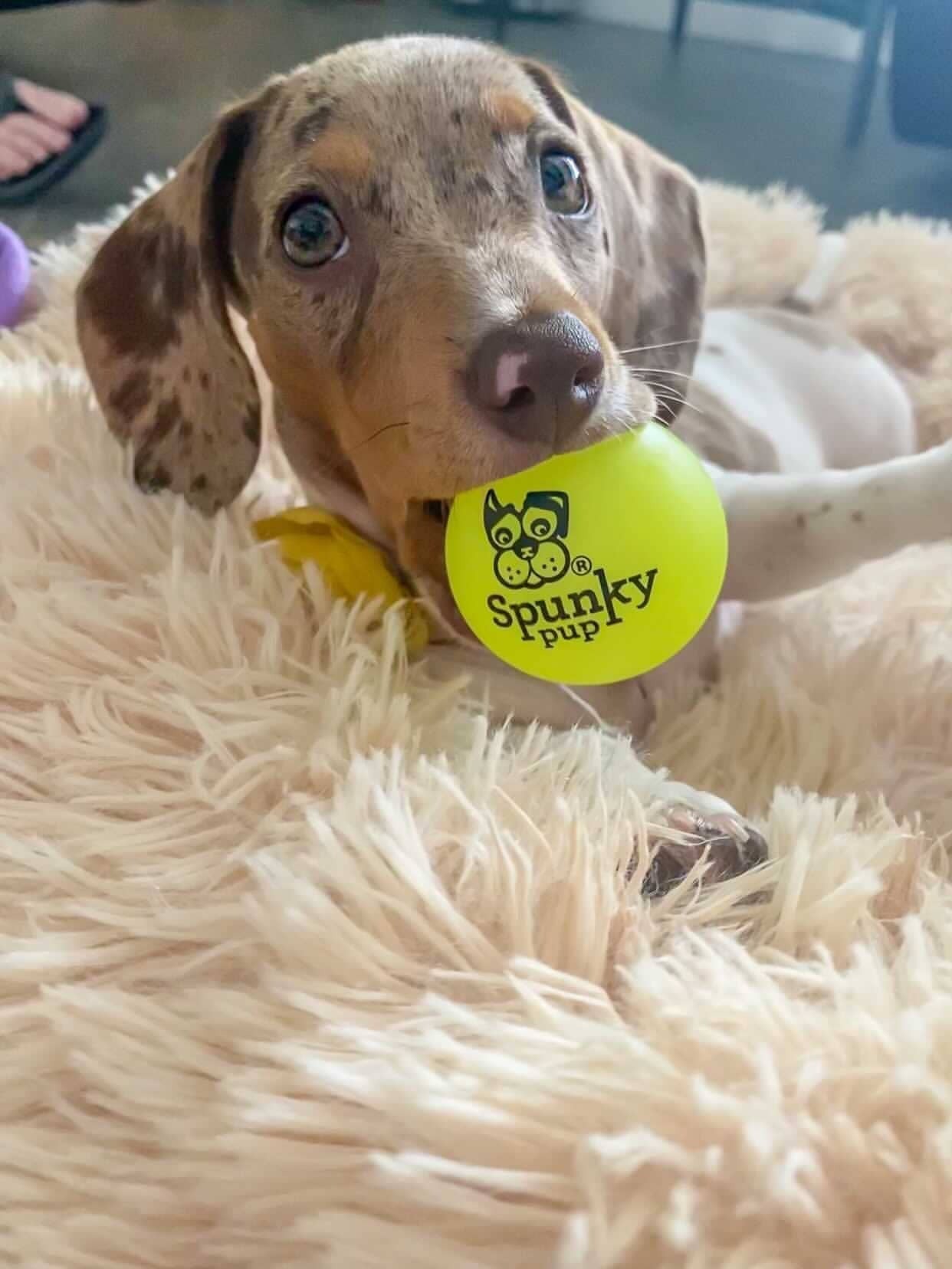 Fetch and Glow Ball Medium