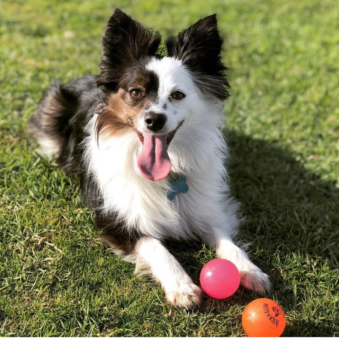 Fetch and Glow Ball Medium
