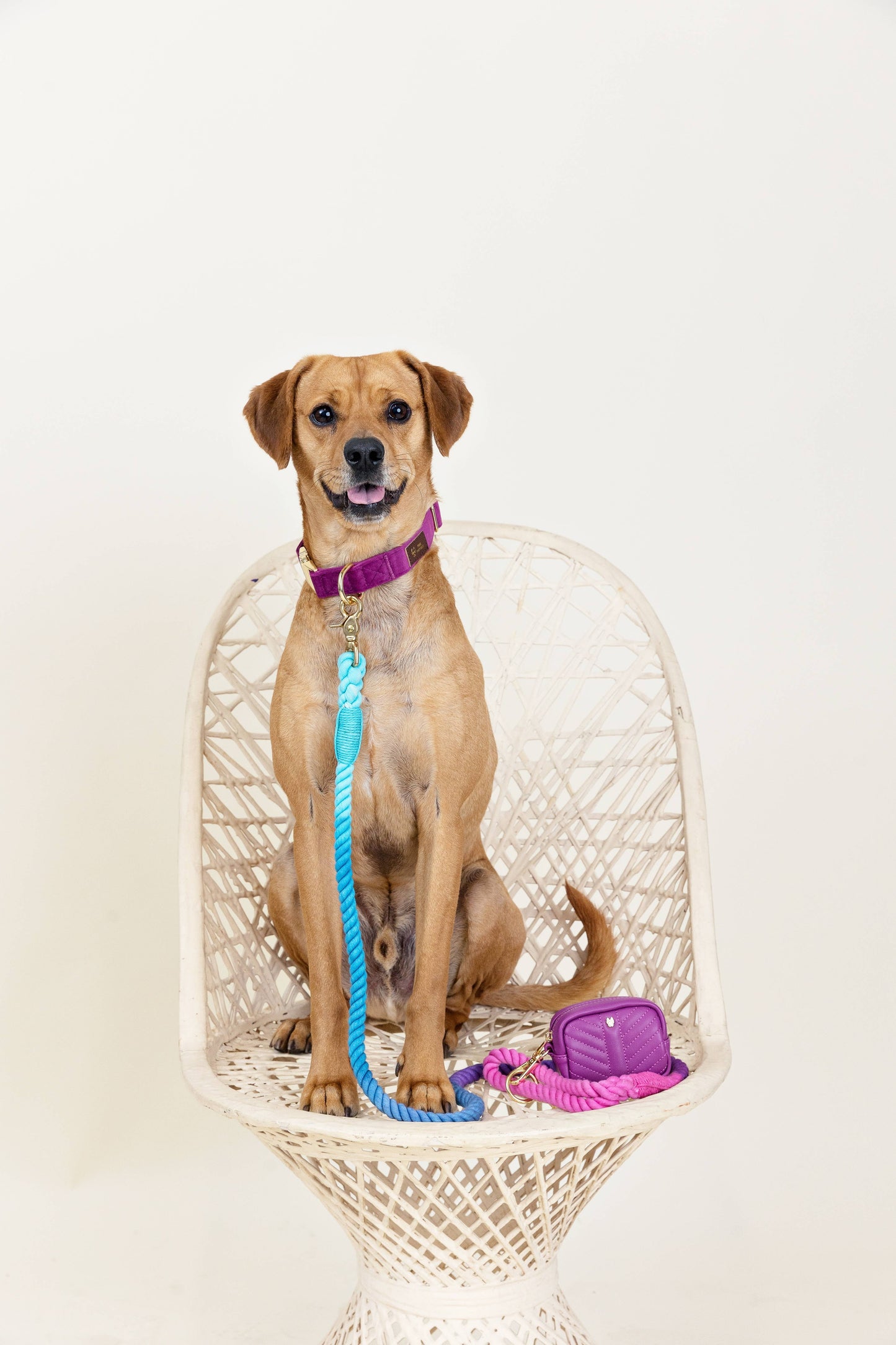 Pixie Rope Dog Leash | Dog Leash | Ombre Leash 4ft