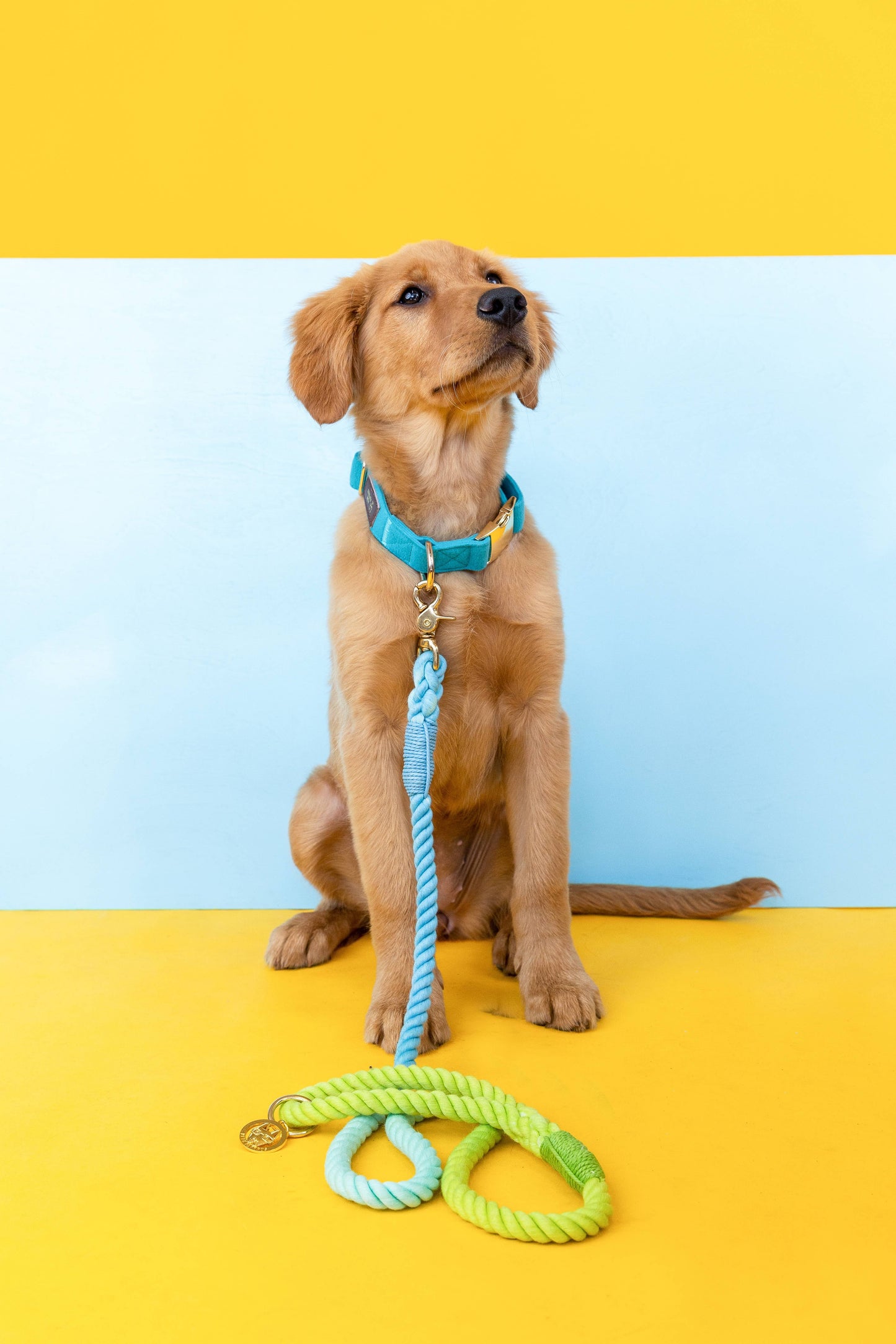 Alexandria Rope Dog Leash | Dog Leash | Blue Ombre Leash 4ft