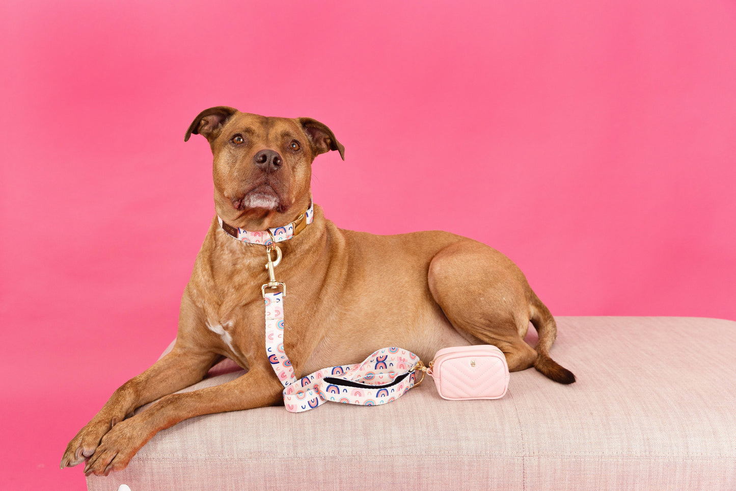 Clarke Dog Collar | Rainbow Dog Collar | Dog Collar