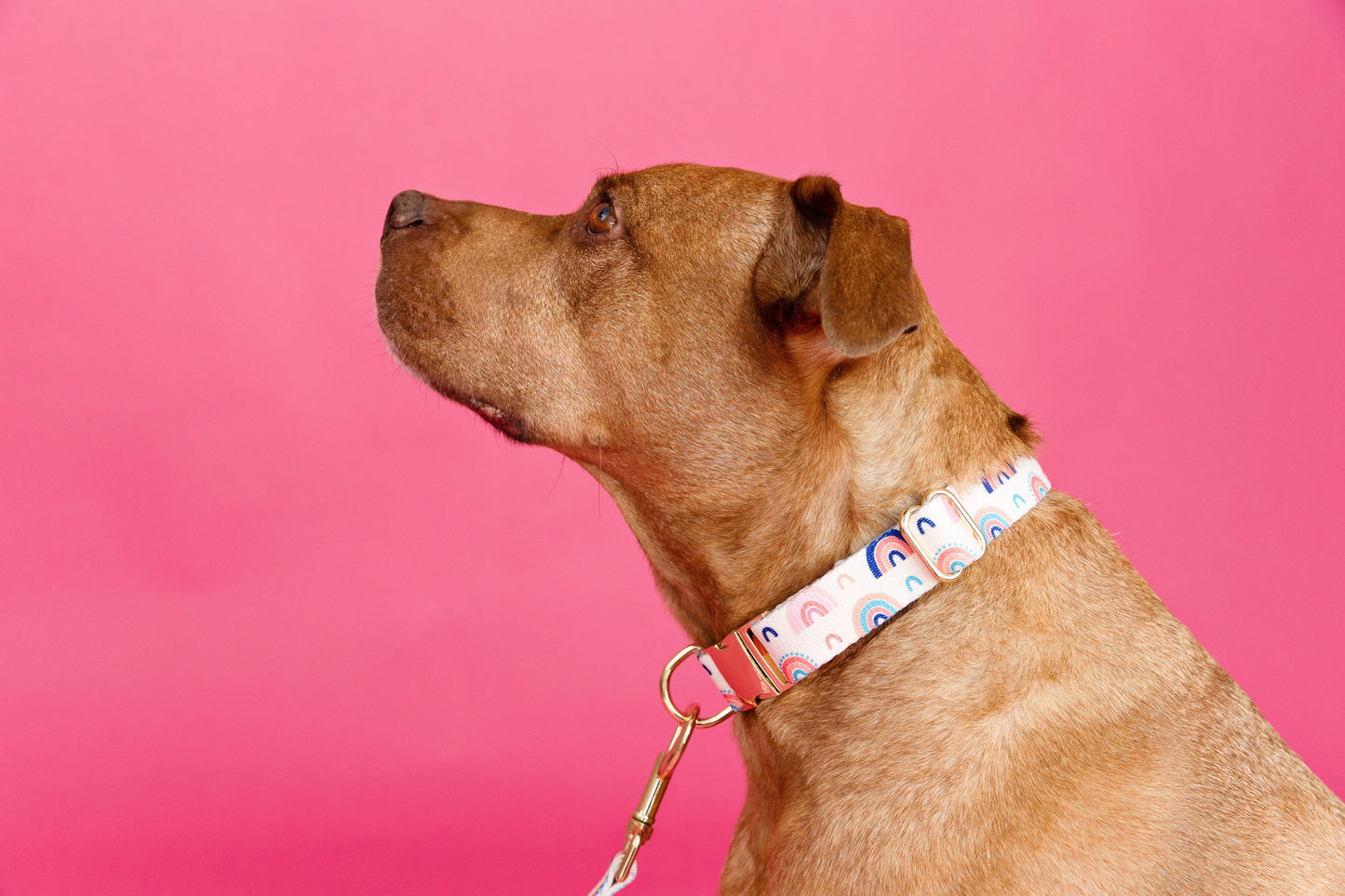 Clarke Dog Collar | Rainbow Dog Collar | Dog Collar