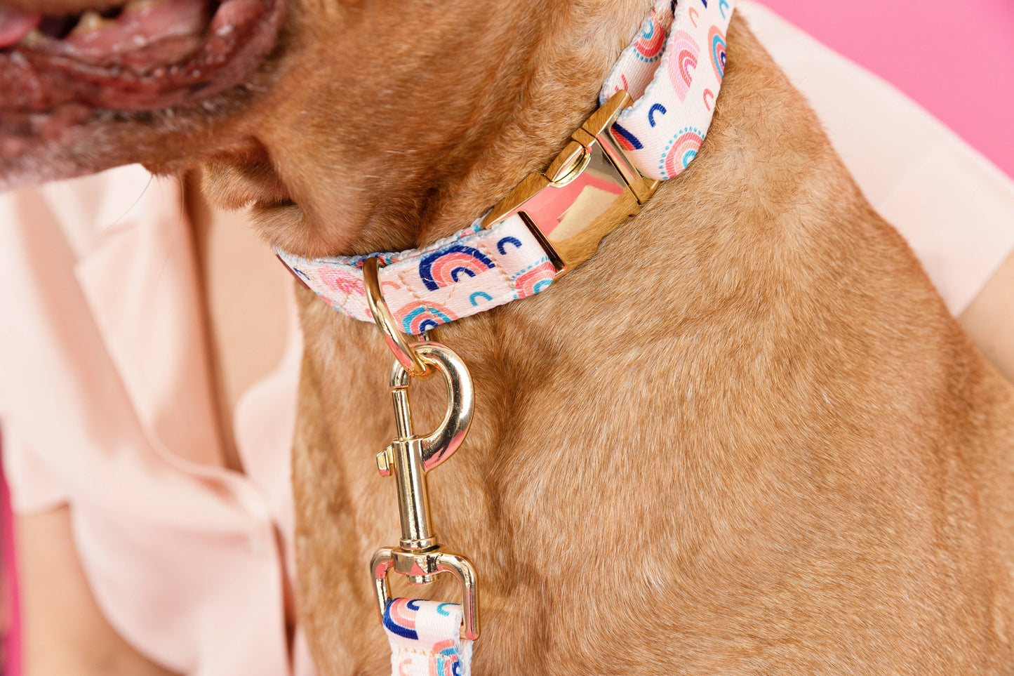 Clarke Dog Collar | Rainbow Dog Collar | Dog Collar