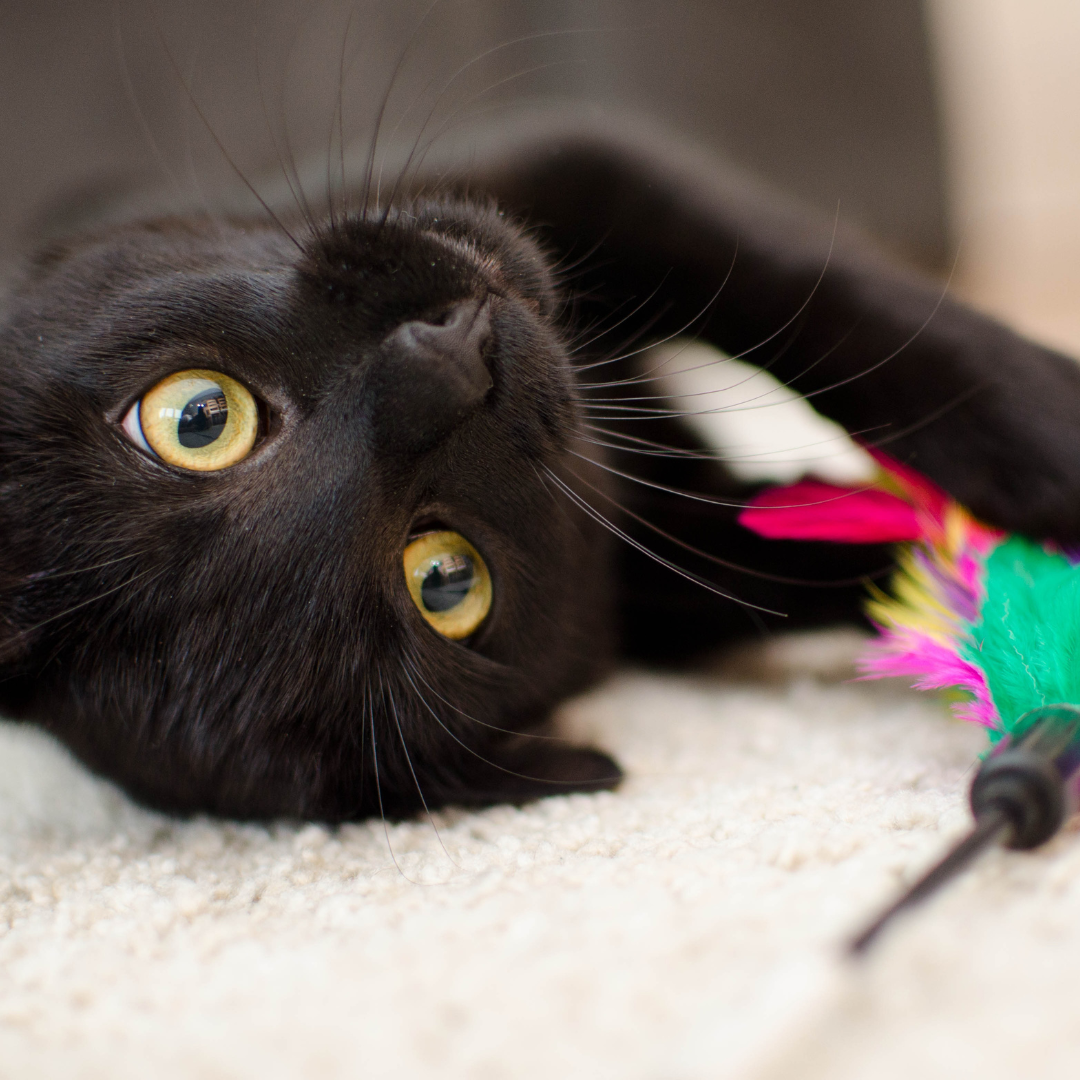 Kitty Toys