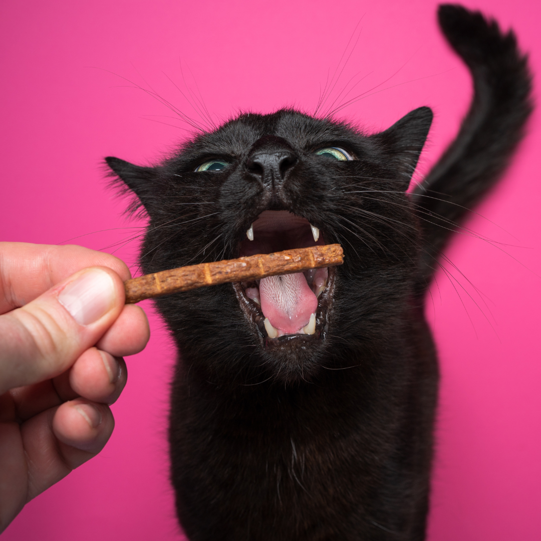 Kitty Treats