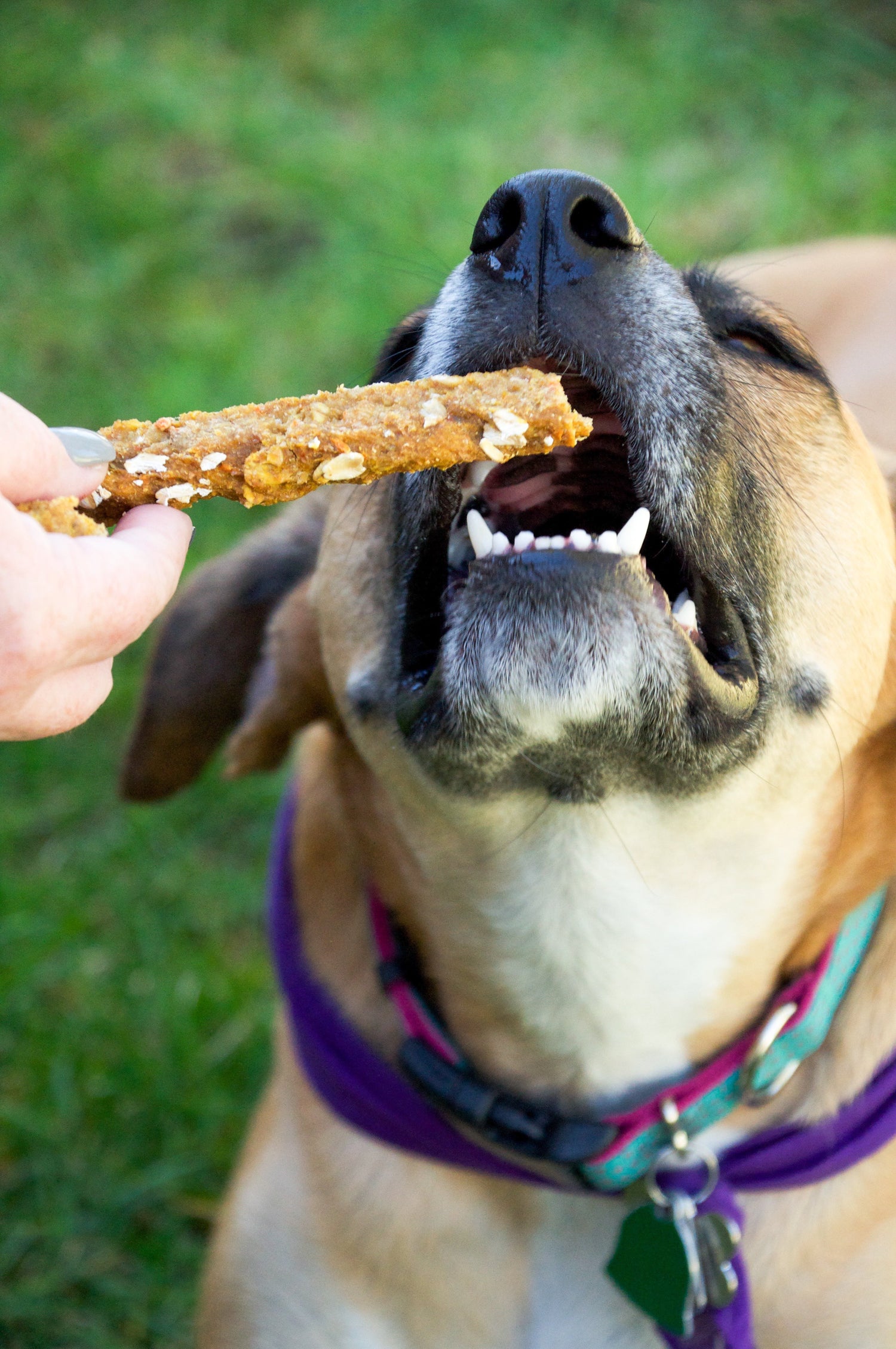 Bakery Treats
