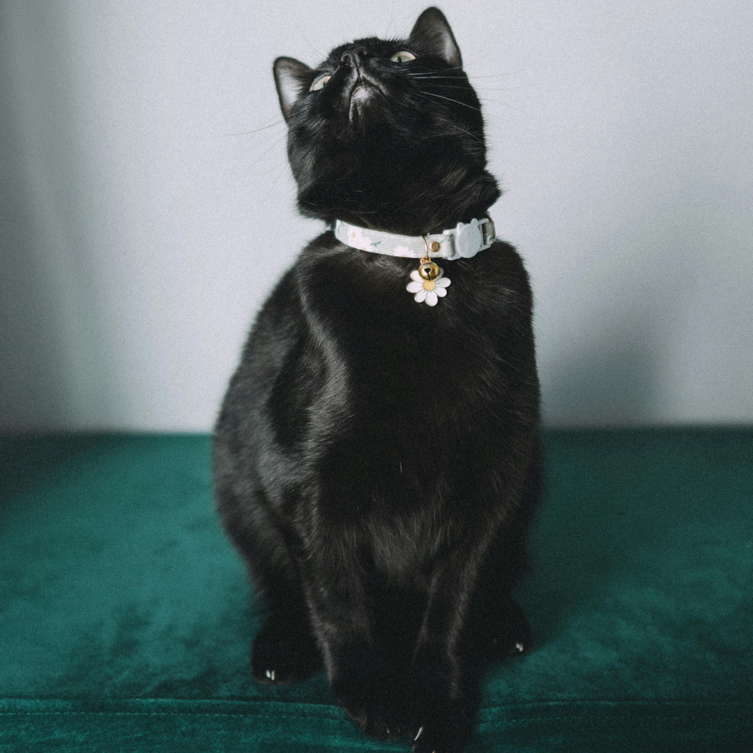 Kitty Accessories