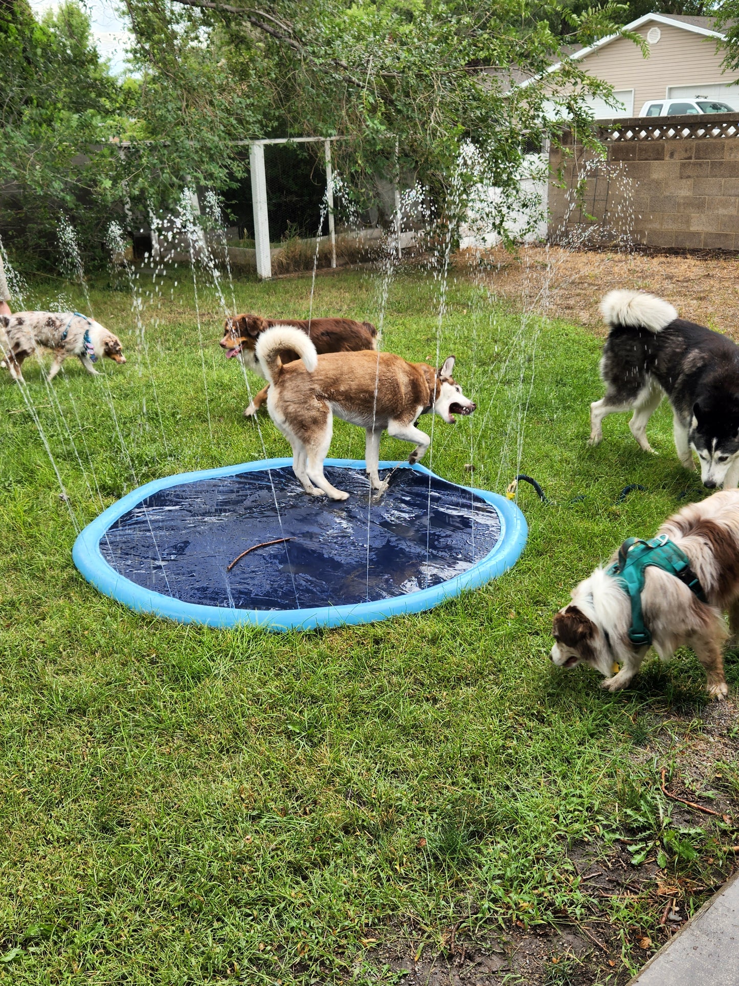 Kiddy Pool & Splash Pad