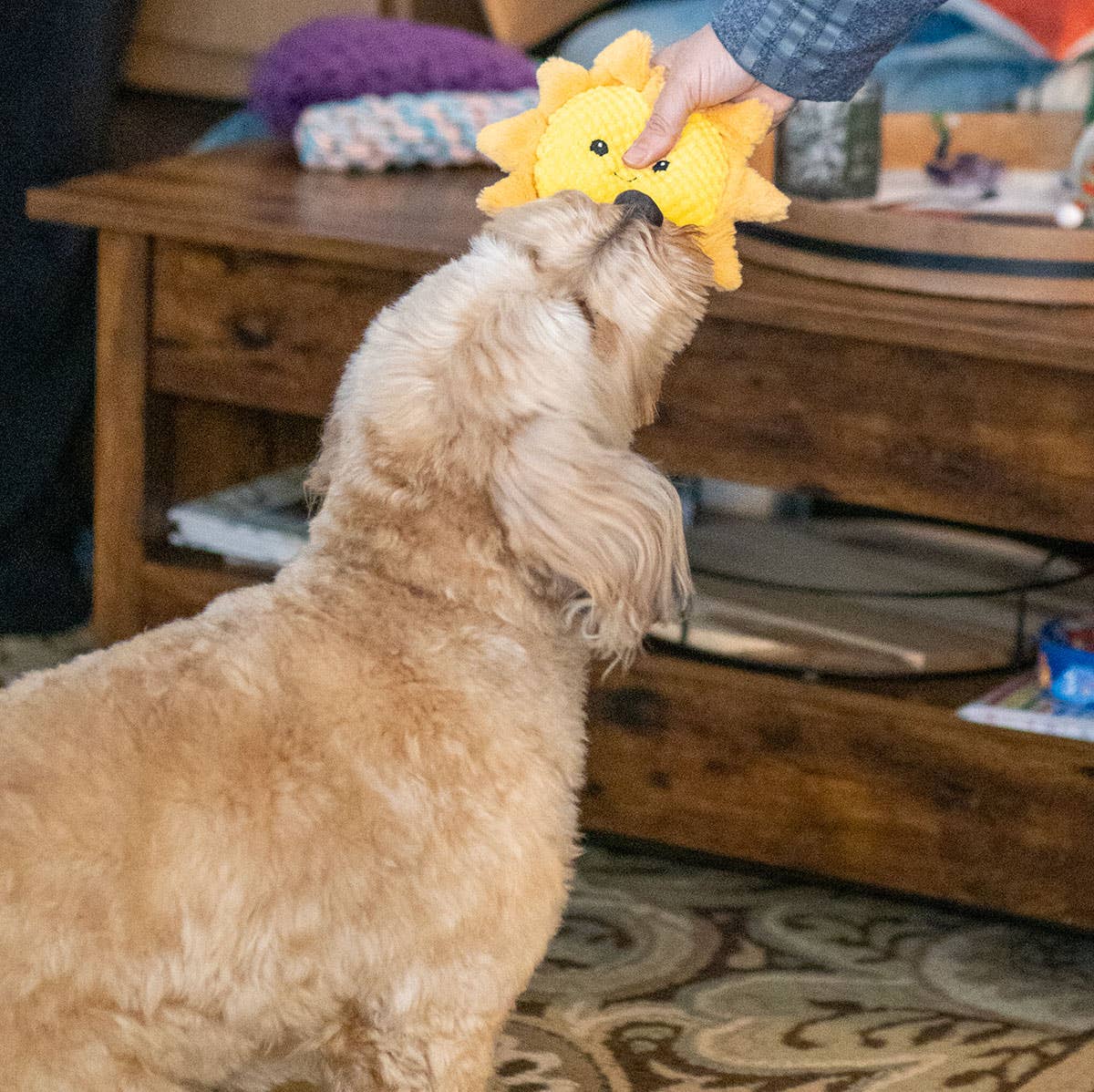 ThoozyPet Sun Plush Dog Toy 8"