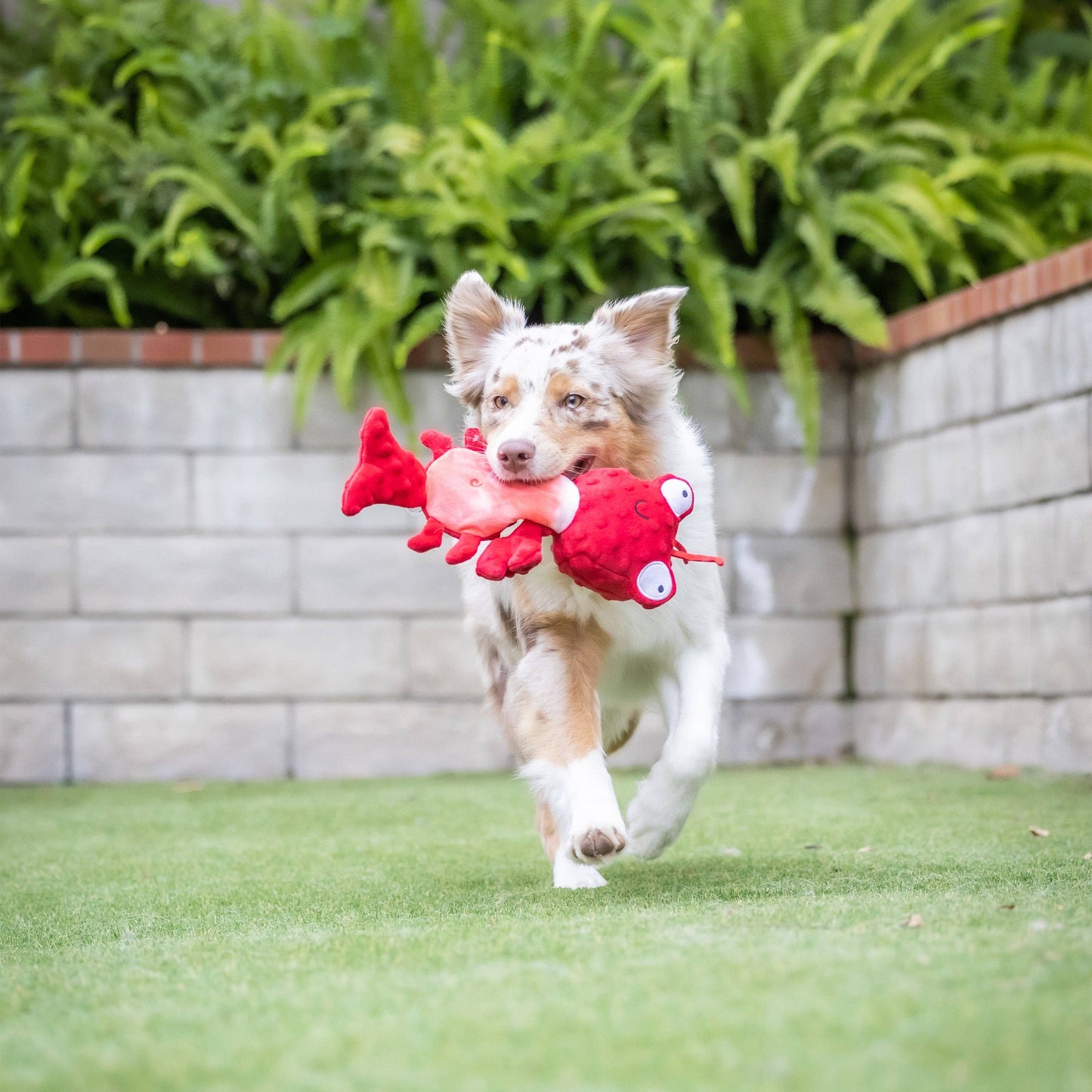 Slappies® Claude Lobster Dog Toy