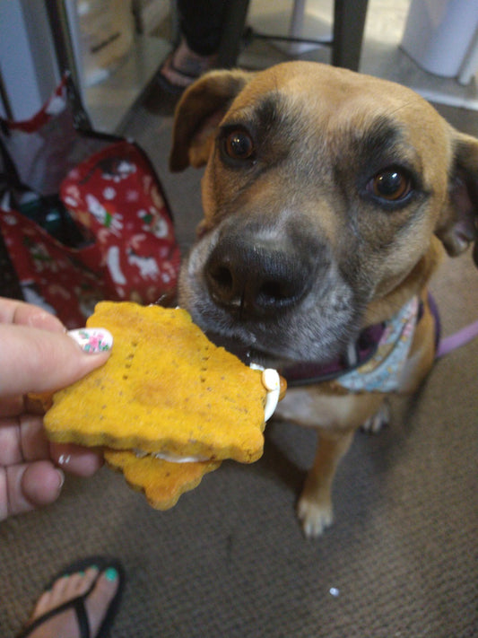 Doggy S'more
