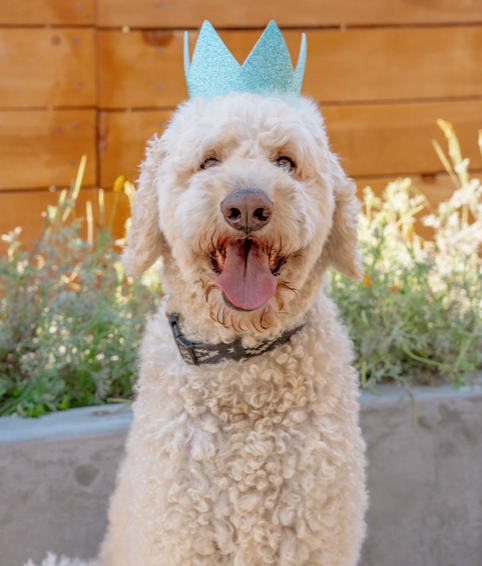 Party Crown Blue with SnugFit®