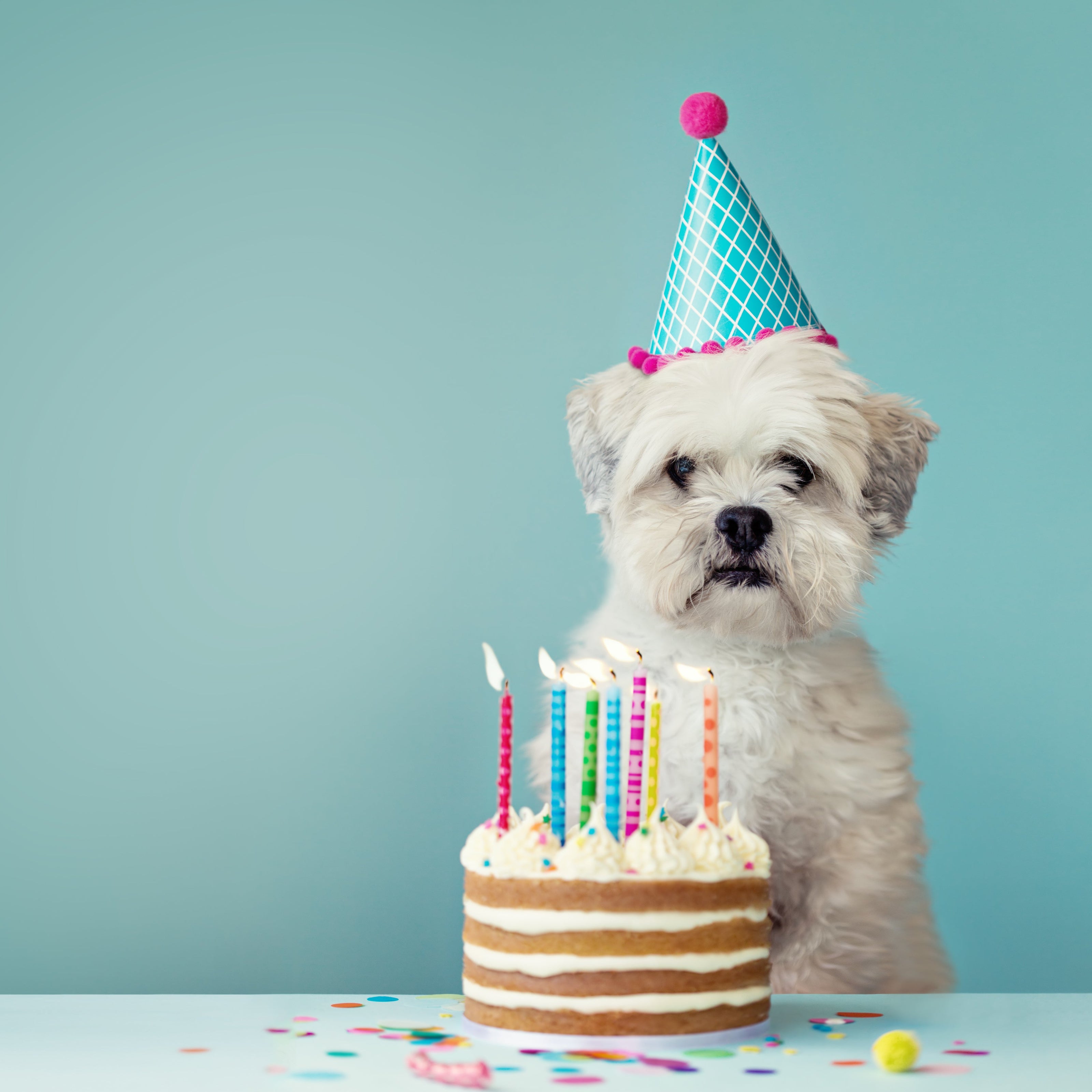Dog wearing a party hat with a birthday cake and candles on a light blue background