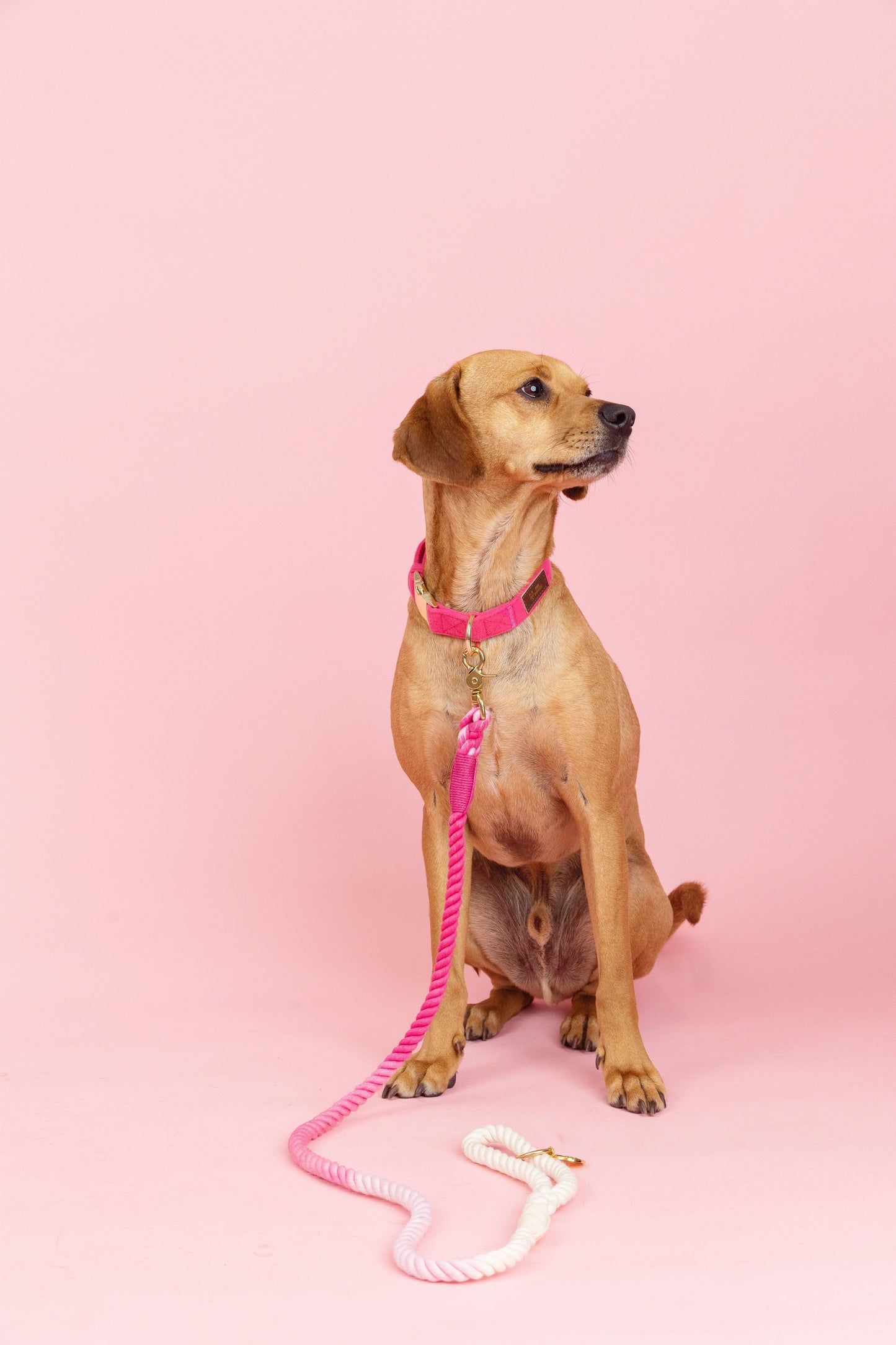 Maggie Rope Dog Leash | Dog Leash | Pink Ombre Leash