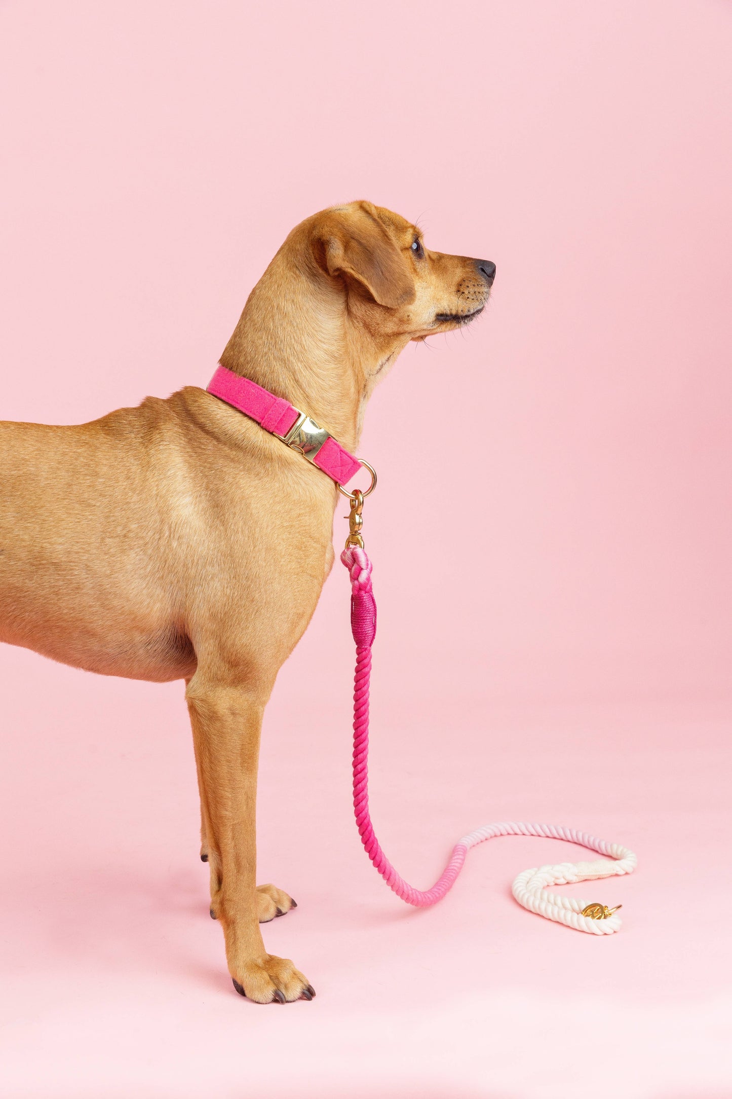 Maggie Rope Dog Leash | Dog Leash | Pink Ombre Leash