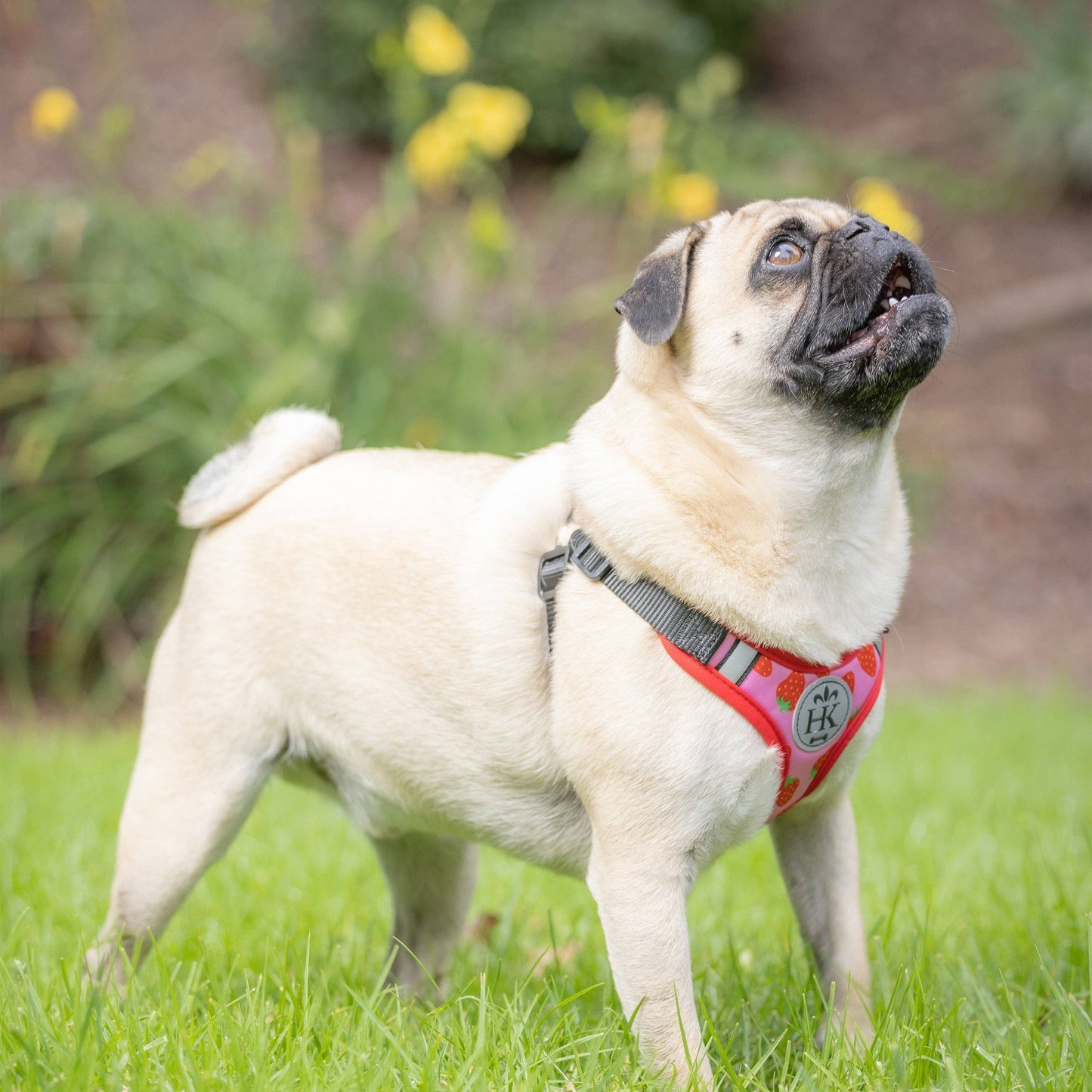 H&K Strawberries Printed Scout Harness