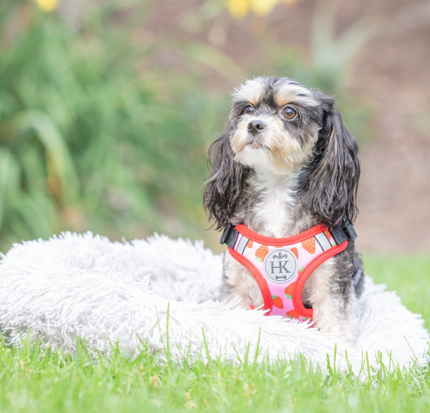 H&K Strawberries Printed Scout Harness