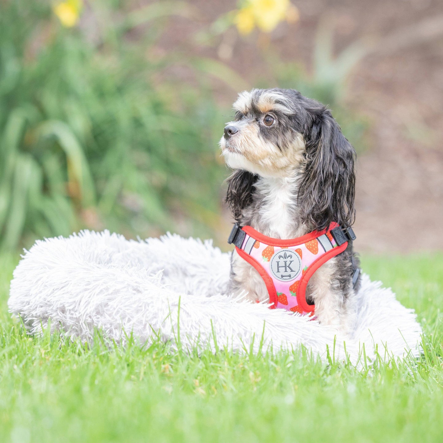 H&K Strawberries Printed Scout Harness