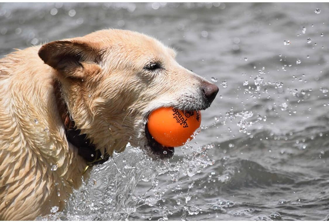 Fetch and Glow Ball Medium