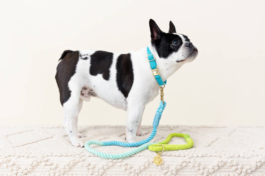Alexandria Rope Dog Leash | Dog Leash | Blue Ombre Leash 4ft