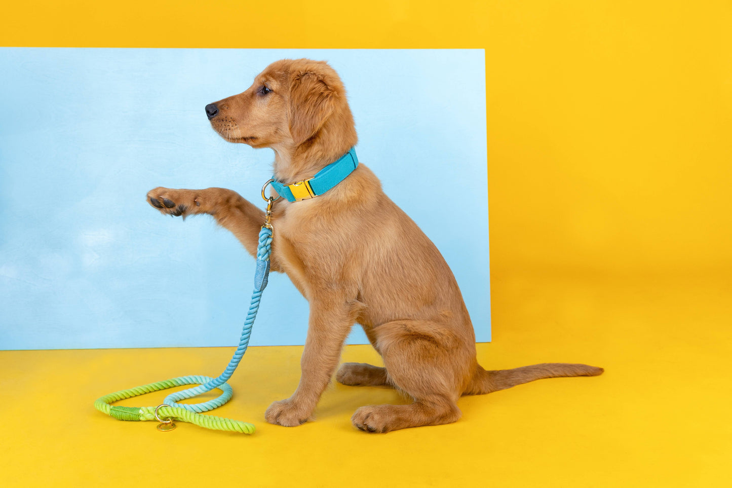 Alexandria Rope Dog Leash | Dog Leash | Blue Ombre Leash 4ft